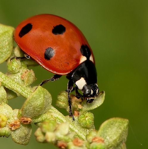 A simple ladybird