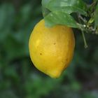 A simple lemon