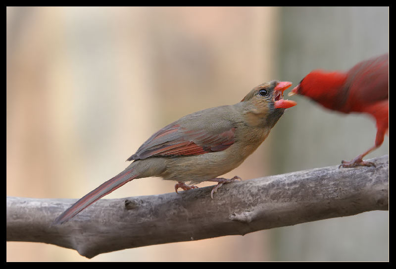 " A Simple Moment In The Nature Of Life"