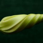 A Simple White Bloom About To Enter It's Cycle Of Life!!