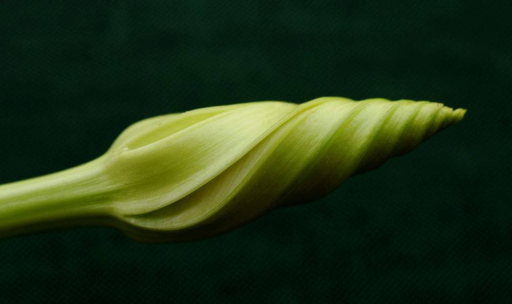 A Simple White Bloom About To Enter It's Cycle Of Life!!