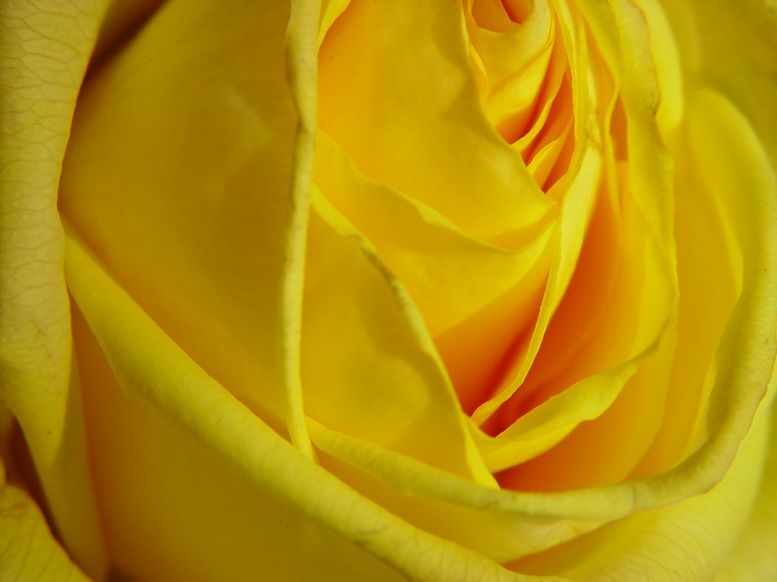 a simple yellow rose