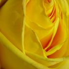 a simple yellow rose