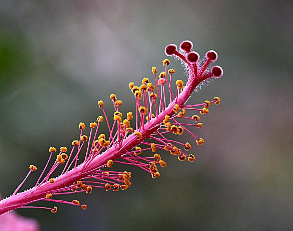 A single detail...Hibiscus