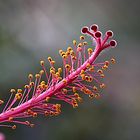 A single detail...Hibiscus