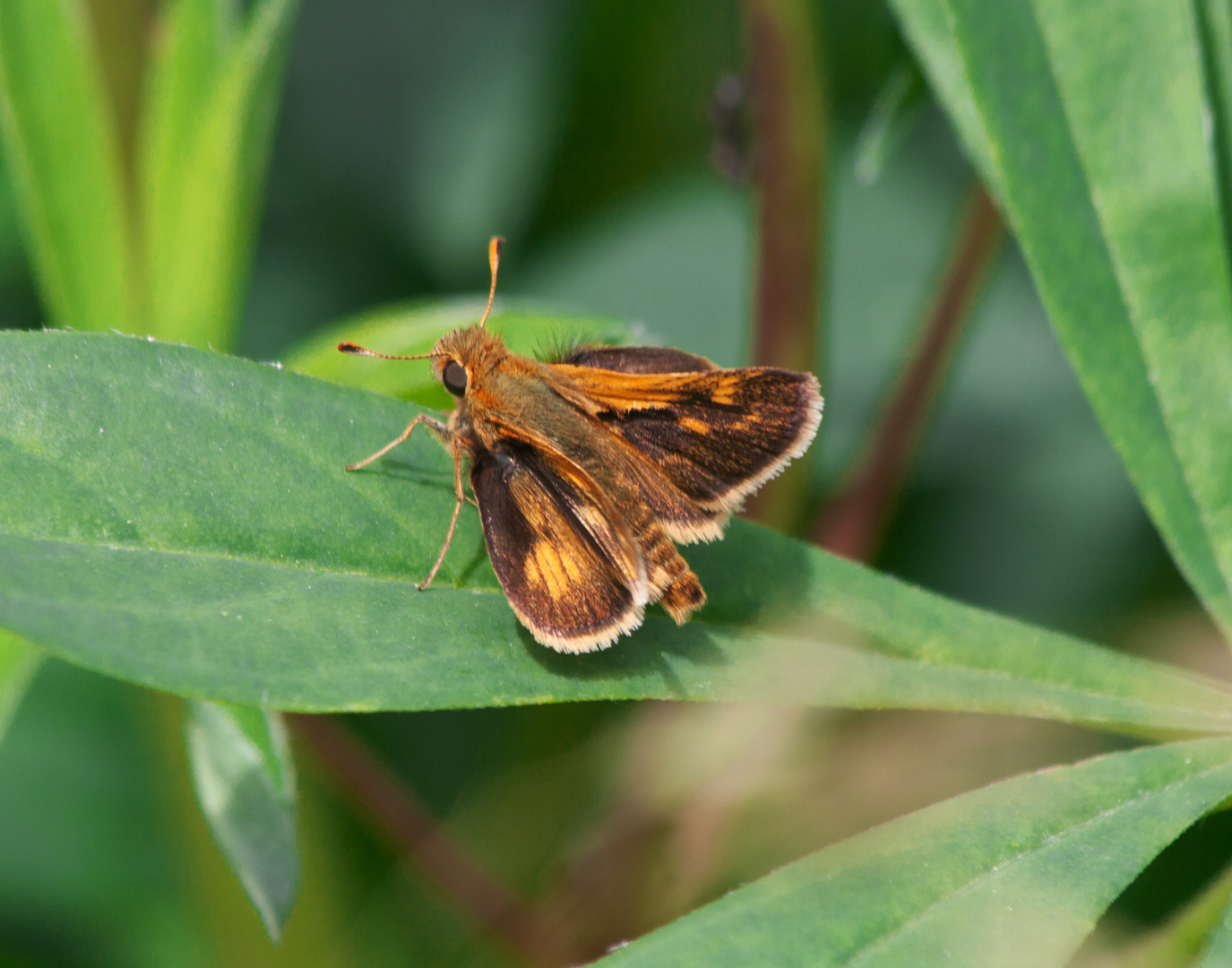 A Skipper Butterfly  (Atalopedes campestris)