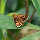 A Skipper Butterfly  (Atalopedes campestris)