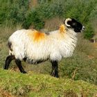 A Slightly Golden Fleece!