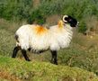 A Slightly Golden Fleece! by Nick Winsor 