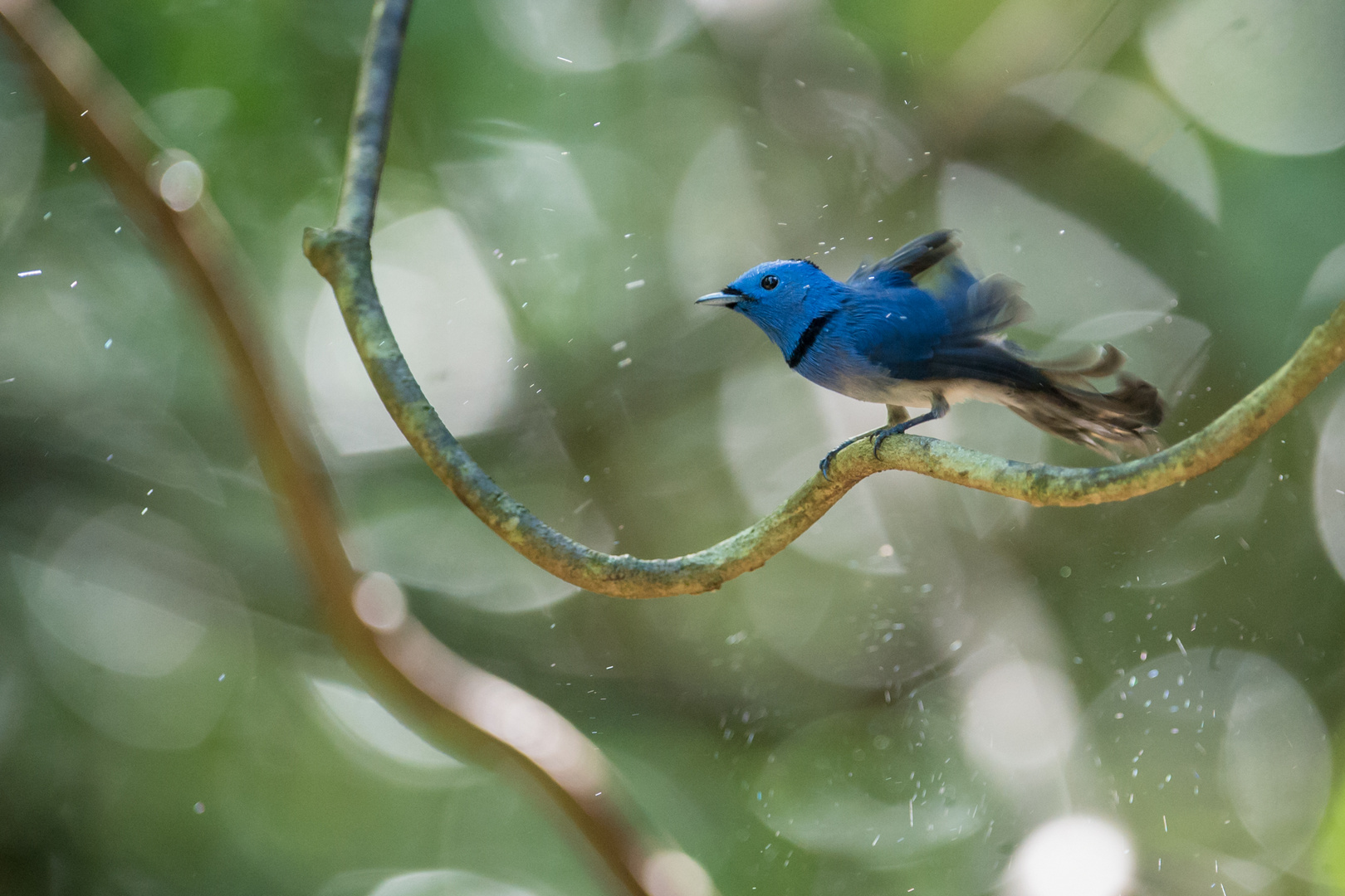 A small Black-naped Monarch in Thailand's jungle