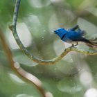 A small Black-naped Monarch in Thailand's jungle