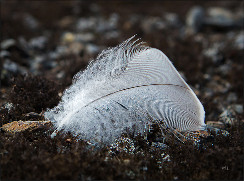 a small feather..