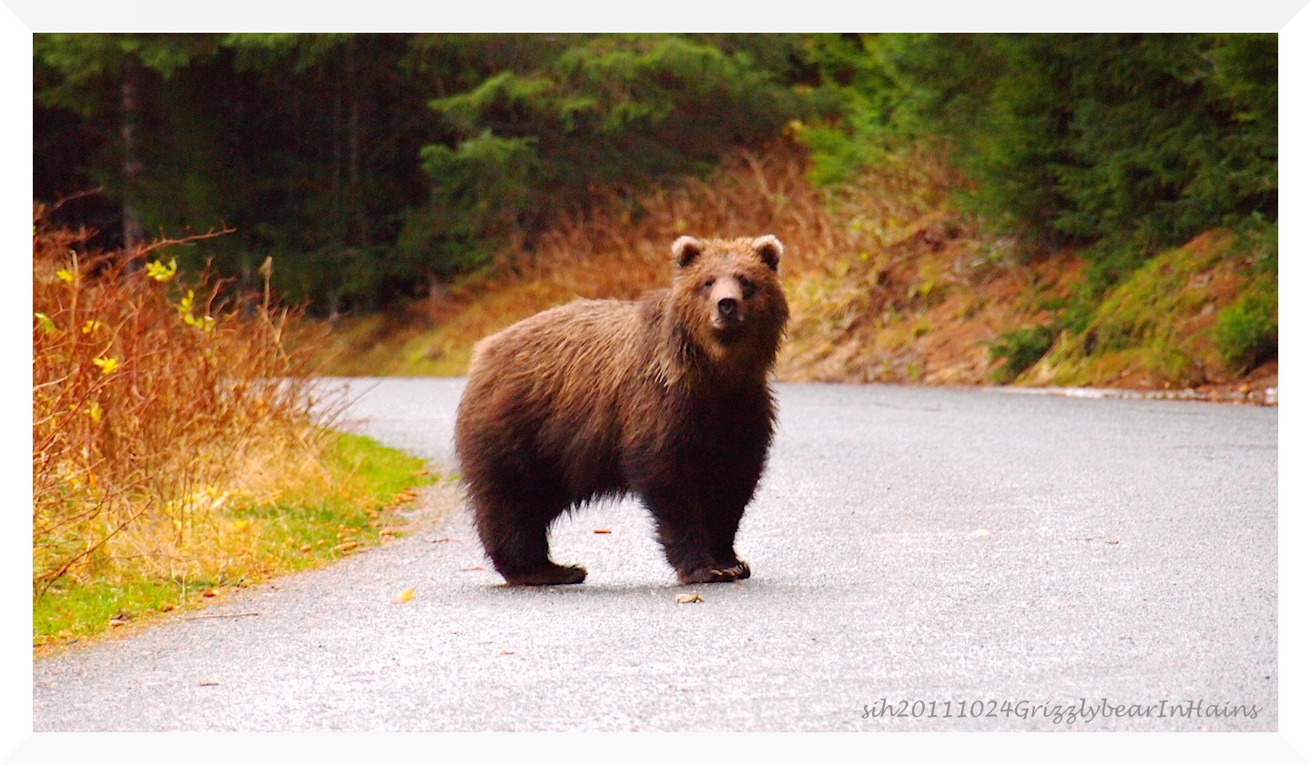 a small grizzly bear