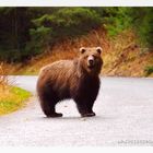 a small grizzly bear