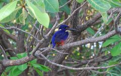 a small kingfisher