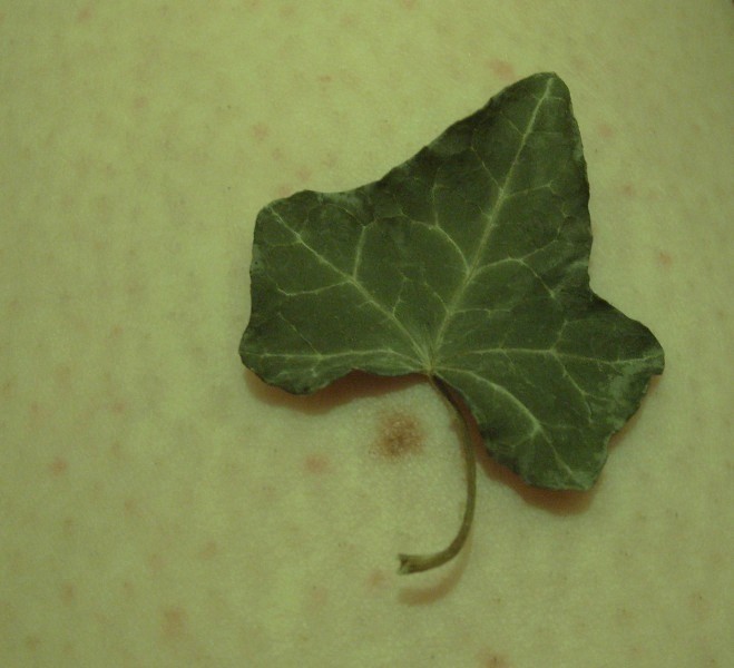 A small leaf on my pale skin.