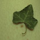 A small leaf on my pale skin.