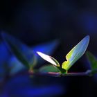 A small light in a flower