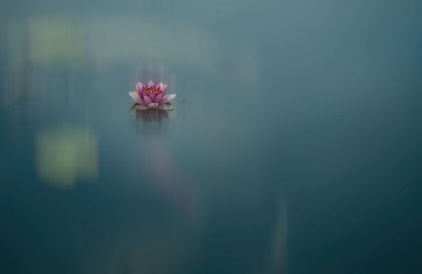 a small water lily