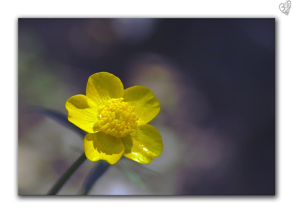 A small yellow flower