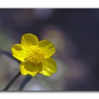 A small yellow flower