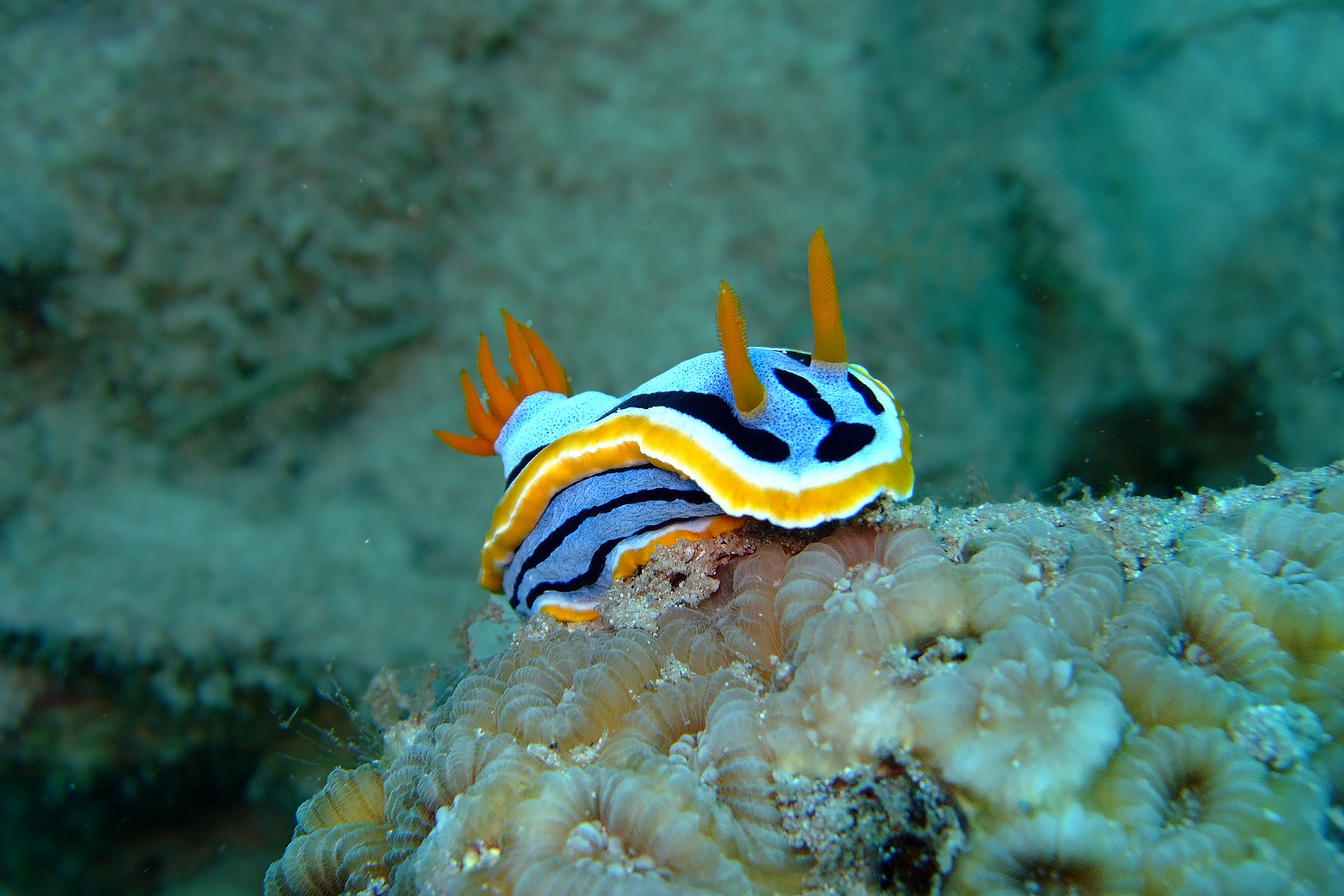 A snail called Chromodoris dianae