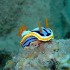 A snail called Chromodoris dianae