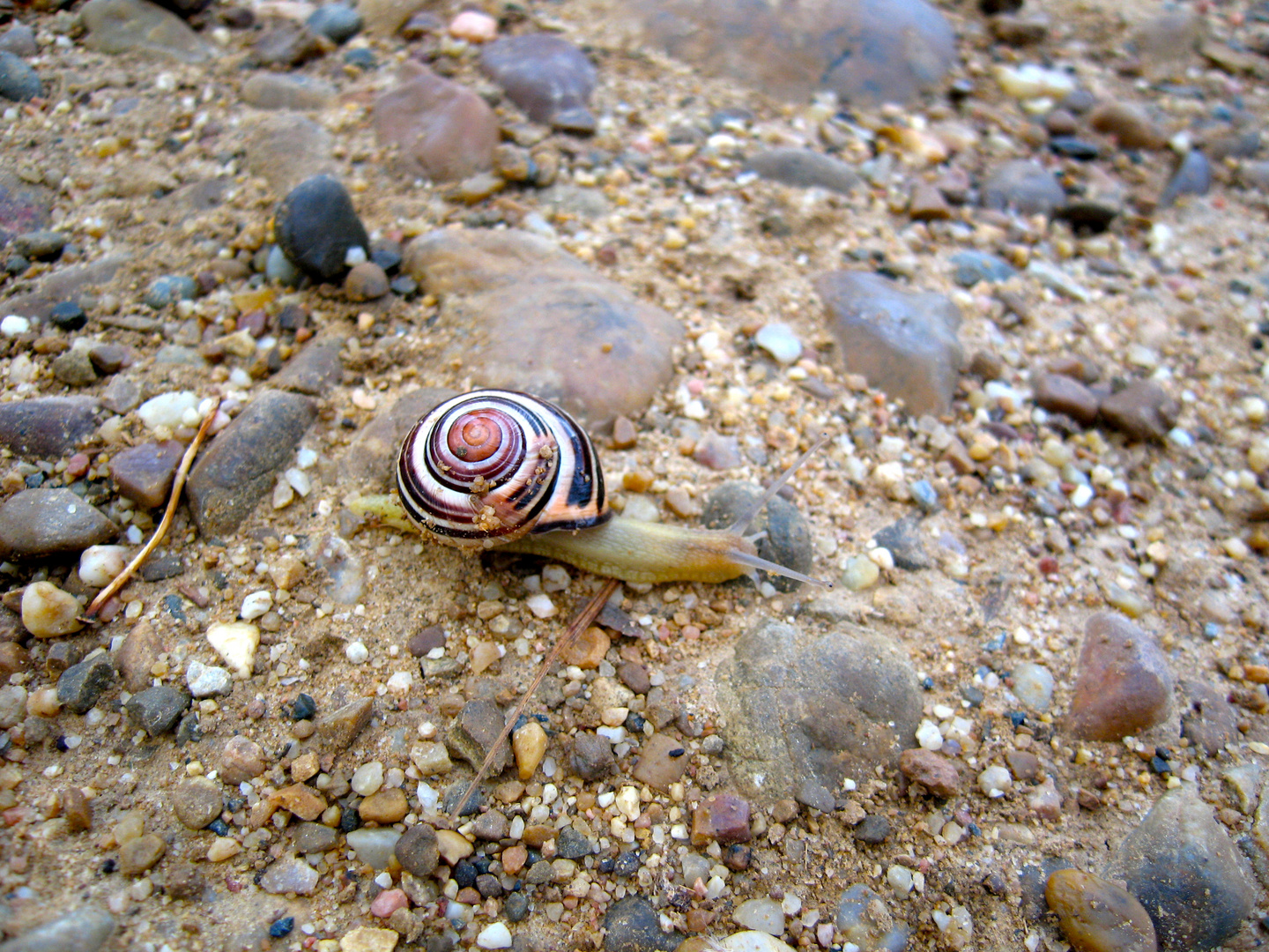 A snail in Spain