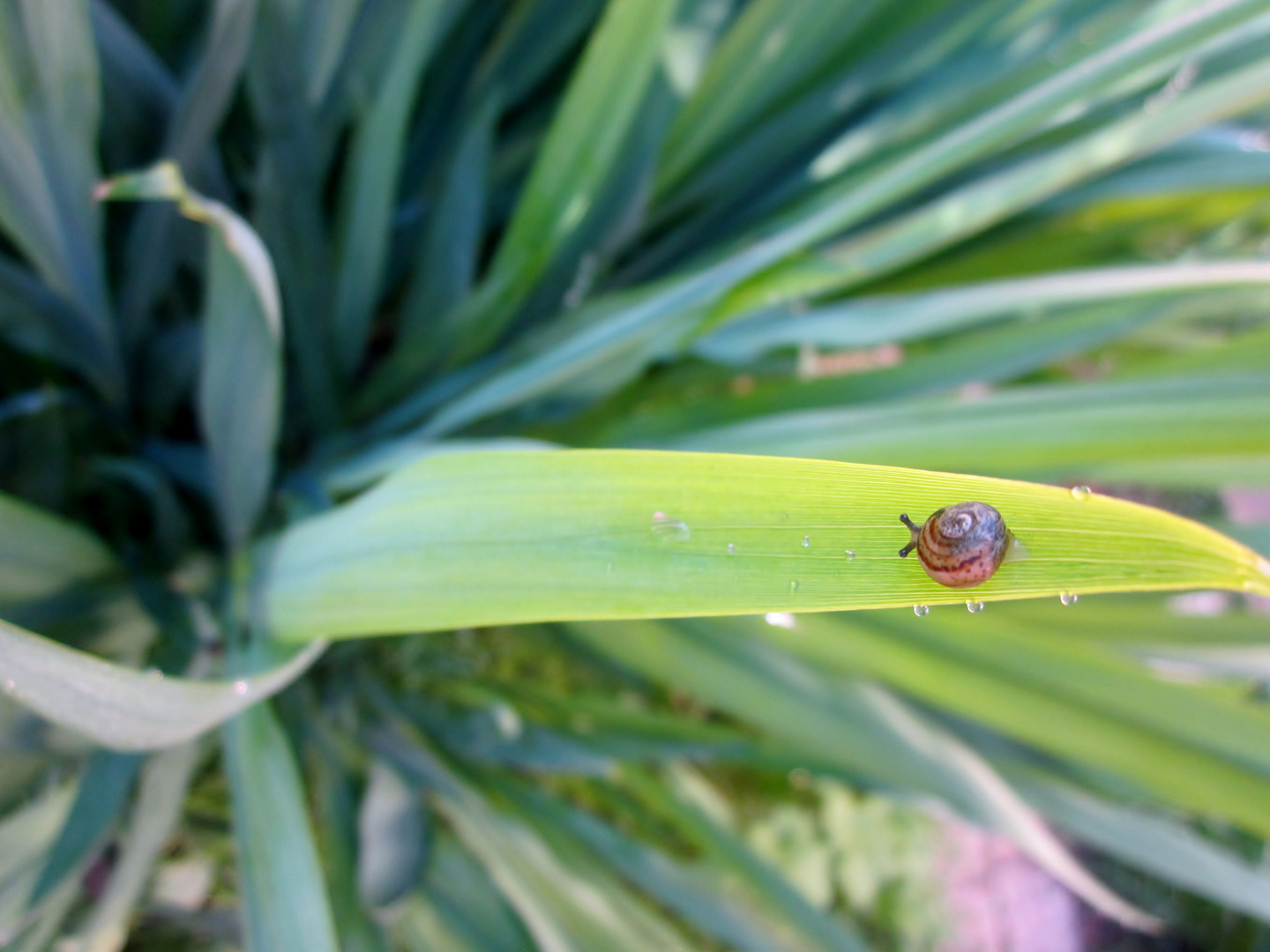 A snail's path