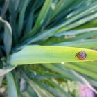 A snail's path