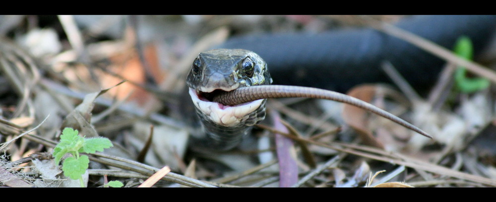 A snake is eating a lizard....