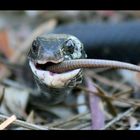A snake is eating a lizard....