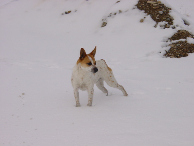 a Snowy day