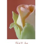 A Soft Wax Rose