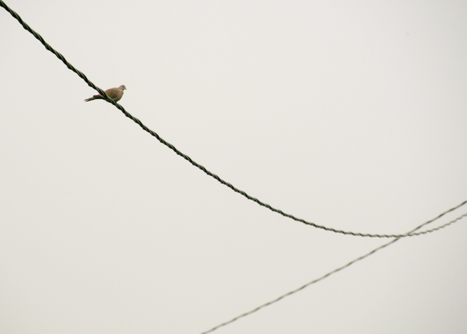 a solitary dove