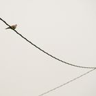 a solitary dove