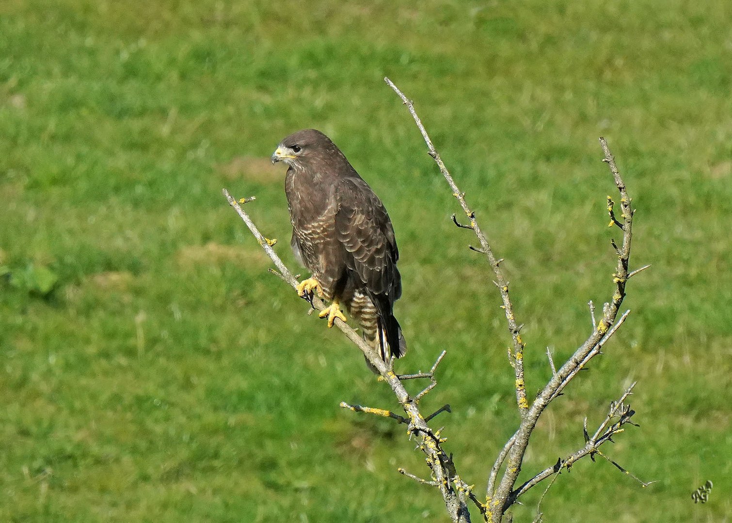 A son poste d'observation, la buse variable ....