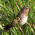 a Song Sparrow