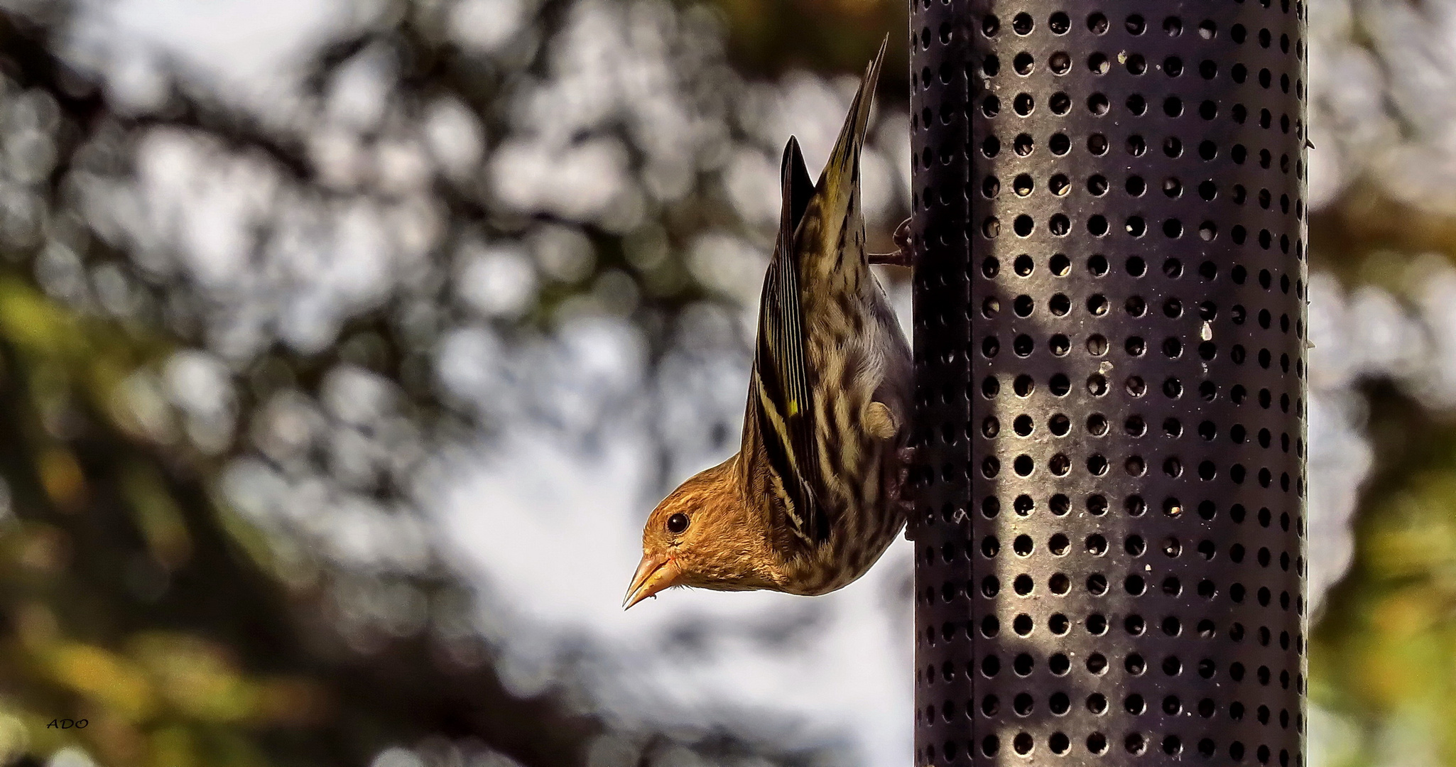 A Song Sparrow