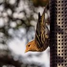 A Song Sparrow