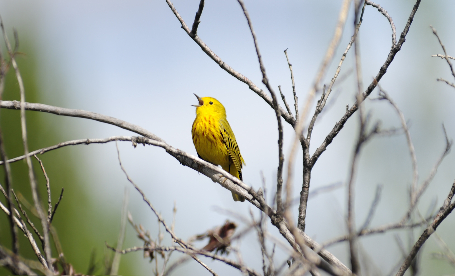 a songbird sings 