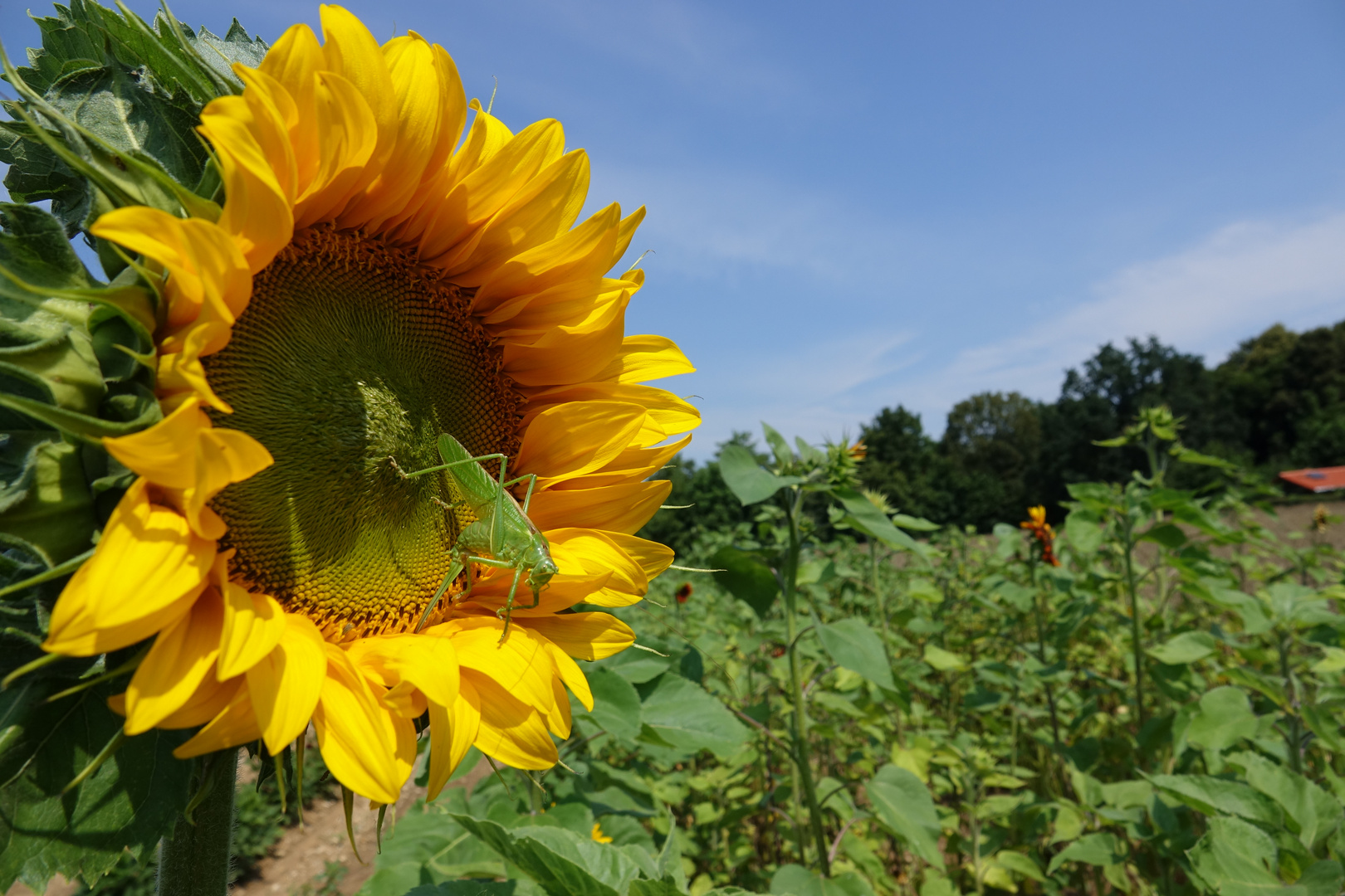 a Sonnenblumme mit Grille DSC05629