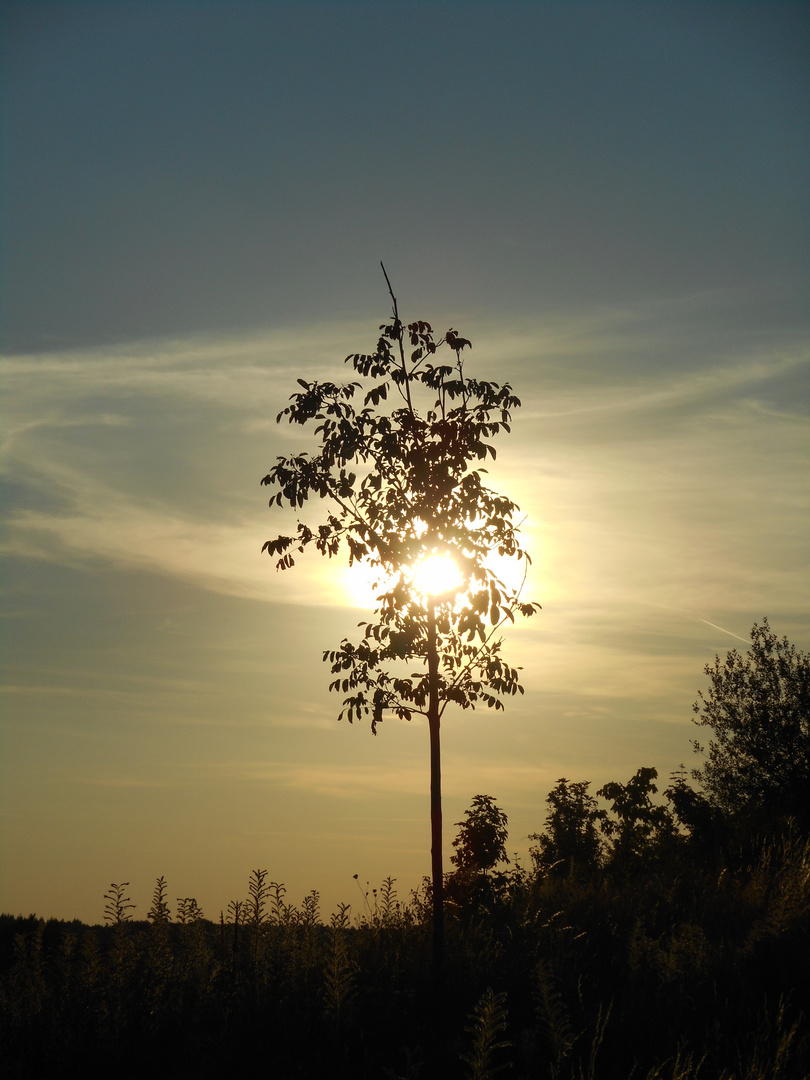 "a sonnigs Bäumle"