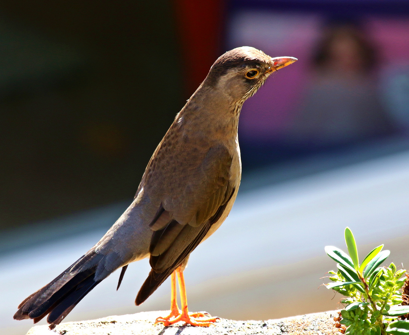 A Sorzal, nice singer upon mornings....