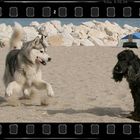 A Spanish Husky dancing on the set ...