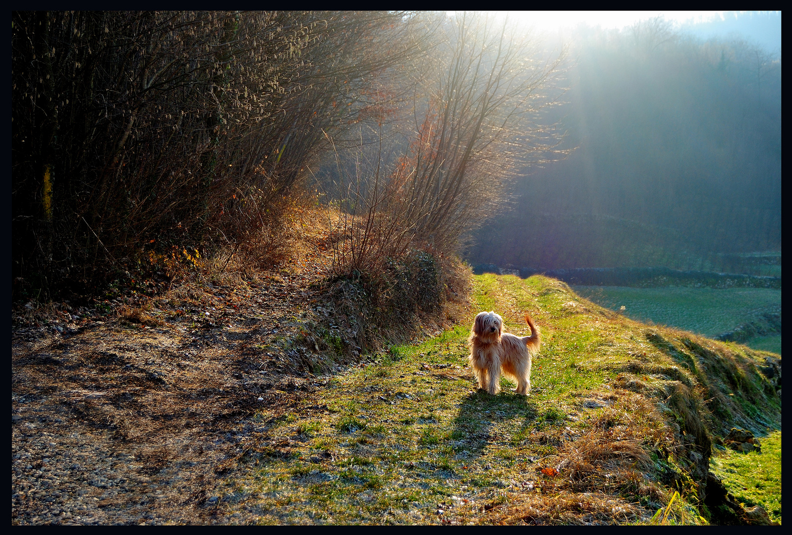 a spasso con falcor