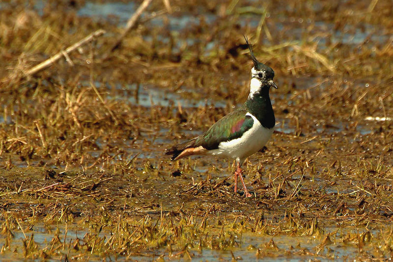 A spasso nel pantano