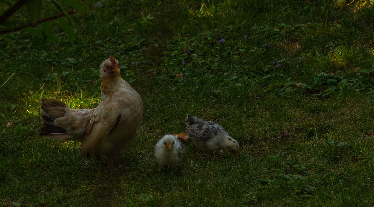 a spasso nel parco