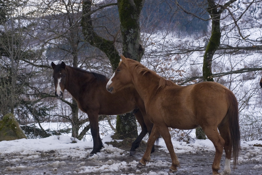 A spasso nella neve