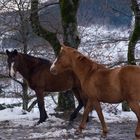 A spasso nella neve